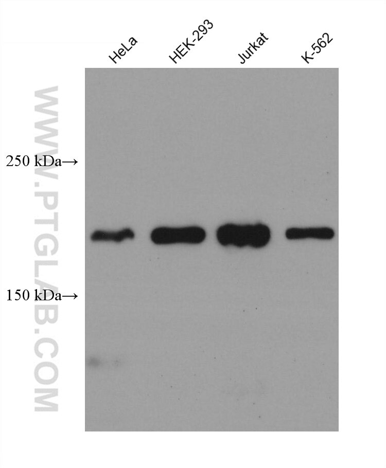 Western Blot (WB) analysis of various lysates using ACF1 Monoclonal antibody (67947-1-Ig)