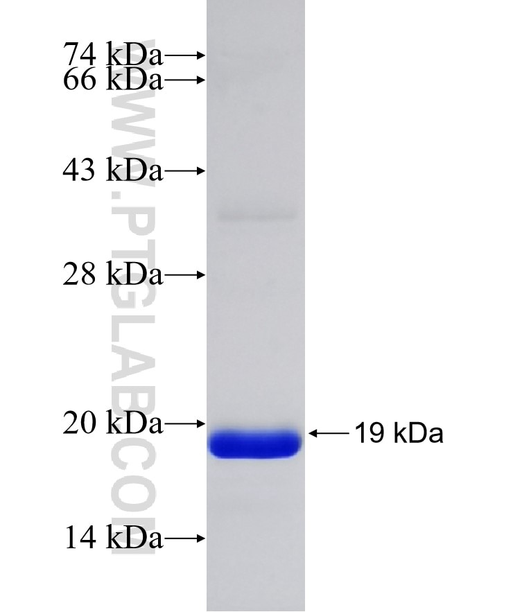 ACHE fusion protein Ag32412 SDS-PAGE