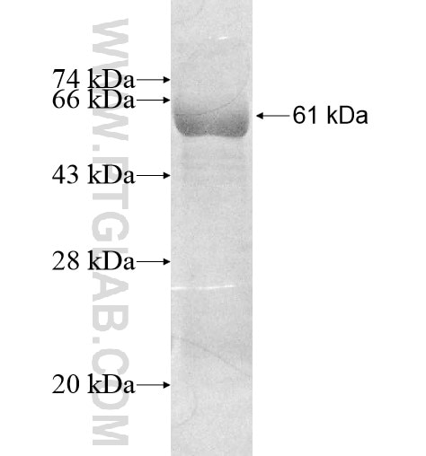ACHE fusion protein Ag12146 SDS-PAGE