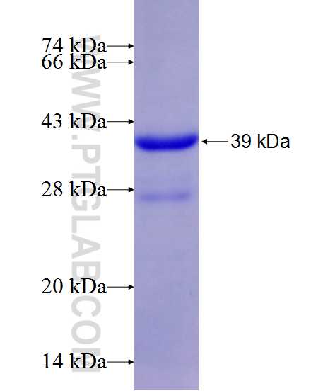 ACHE fusion protein Ag12214 SDS-PAGE