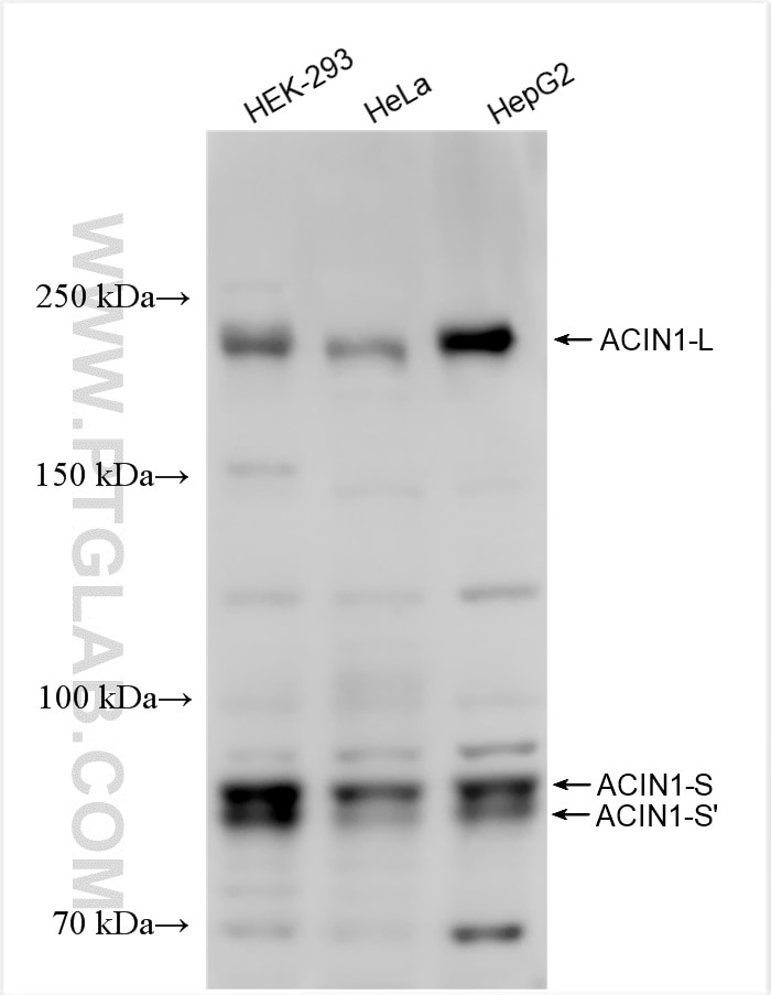Western Blot (WB) analysis of various lysates using ACIN1 Polyclonal antibody (23937-1-AP)