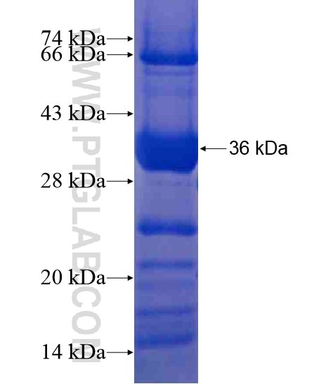 ACIN1 fusion protein Ag21036 SDS-PAGE