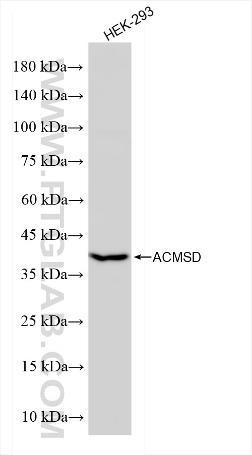 Western Blot (WB) analysis of HEK-293 cells using ACMSD Recombinant antibody (84100-3-RR)