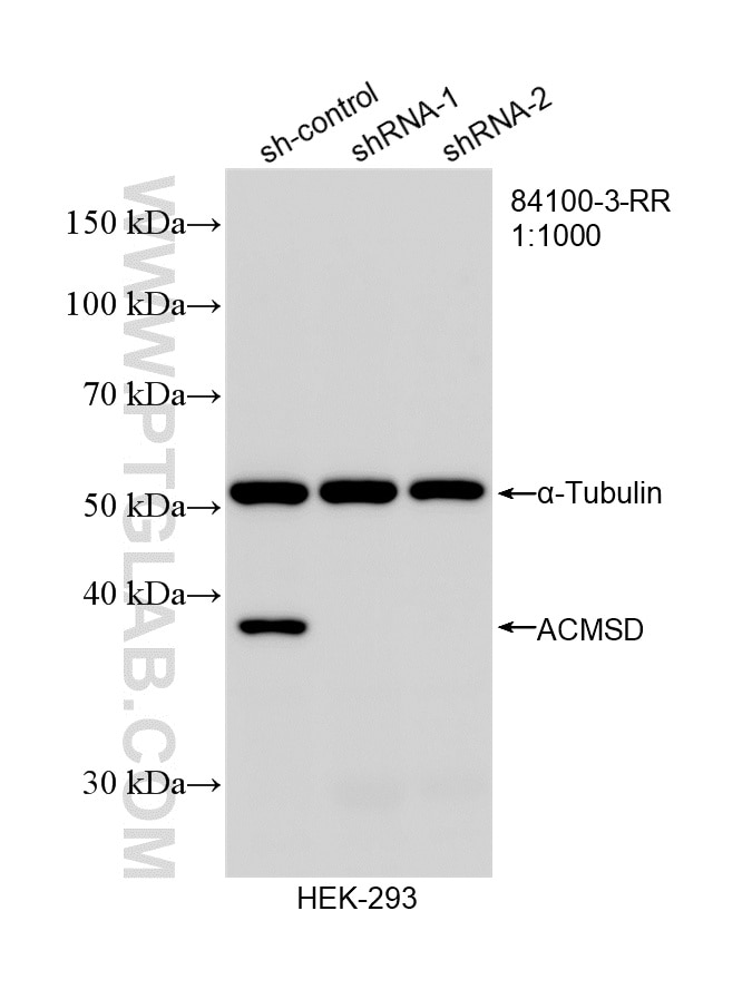 WB analysis of HEK-293 using 84100-3-RR Western Blot (WB) analysis of HEK-293 cells using ACMSD Recombinant monoclonal antibody (84100-3-RR)