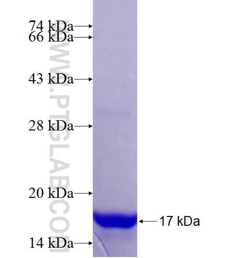 ACN9 fusion protein Ag25803 SDS-PAGE