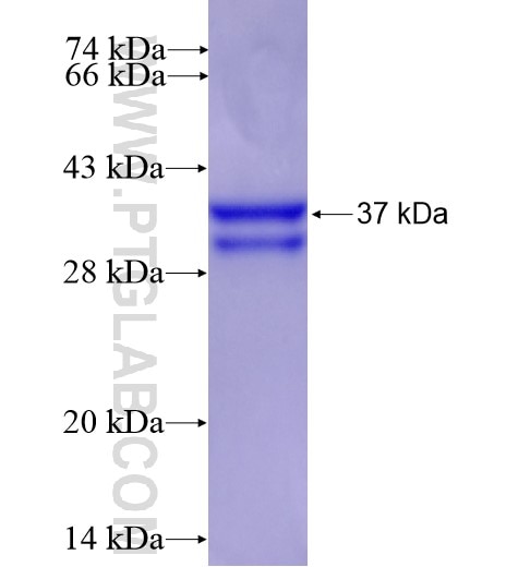 ACN9 fusion protein Ag14242 SDS-PAGE