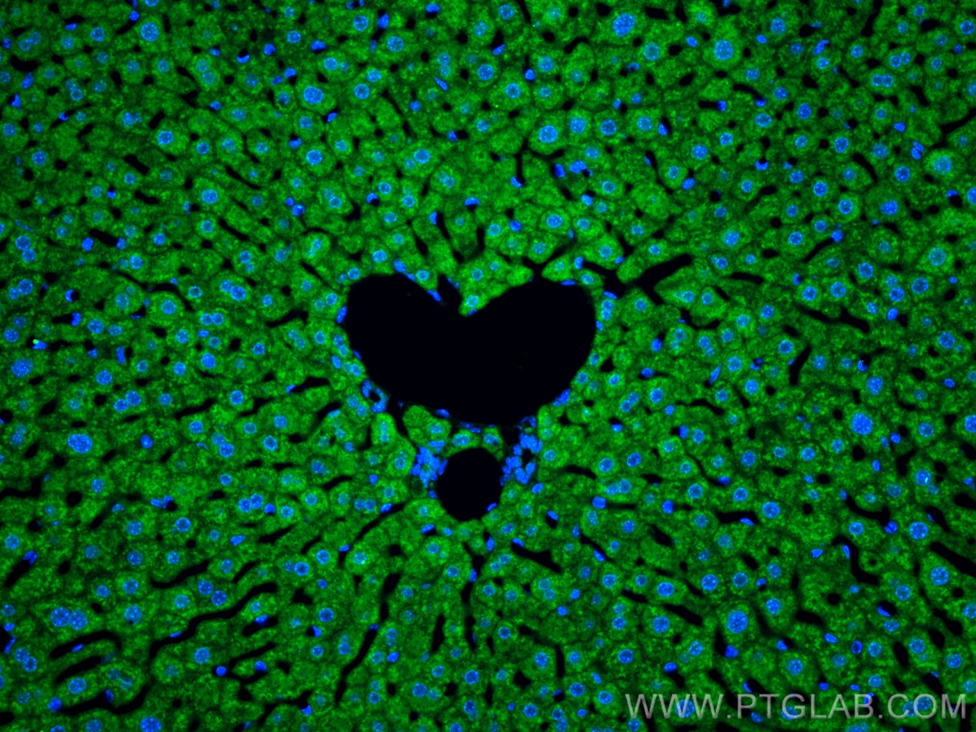 Immunofluorescence (IF) / fluorescent staining of mouse liver tissue using Aconitase 1 Polyclonal antibody (12406-1-AP)