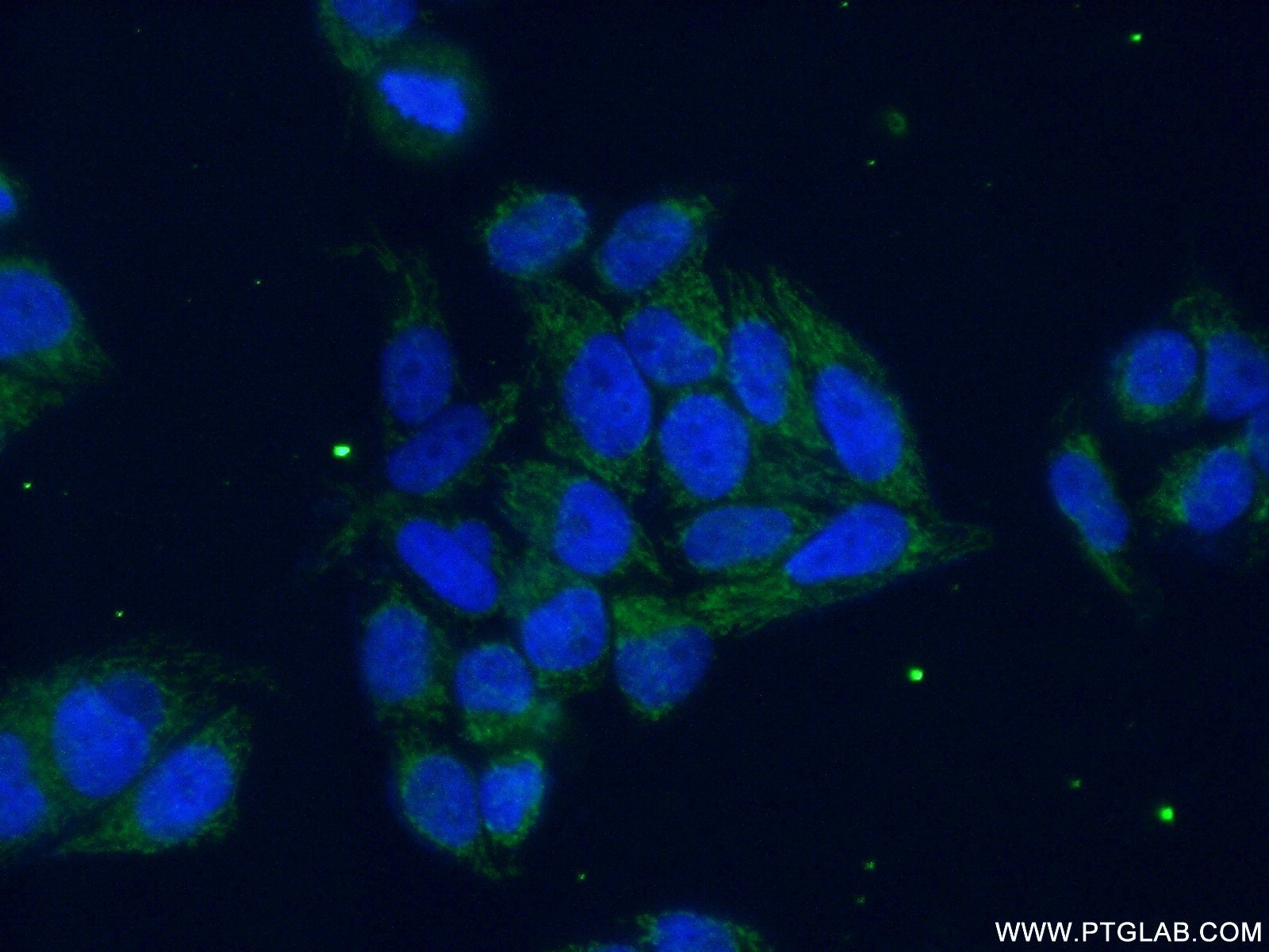 Immunofluorescence (IF) / fluorescent staining of HeLa cells using Aconitase 2 Polyclonal antibody (11134-1-AP)