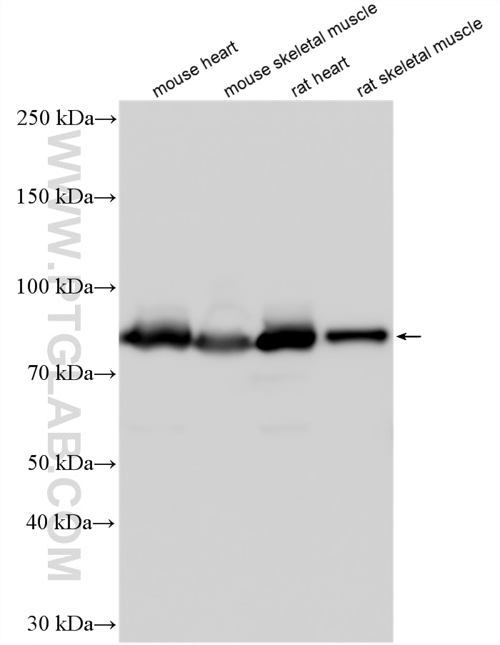 Various lysates were subjected to SDS PAGE followed by western blot with 11134-1-AP (Aconitase 2 antibody) at dilution of 1:15000 incubated at room temperature for 1.5 hours. Western Blot (WB) analysis of various lysates using Aconitase 2 Polyclonal antibody (11134-1-AP)