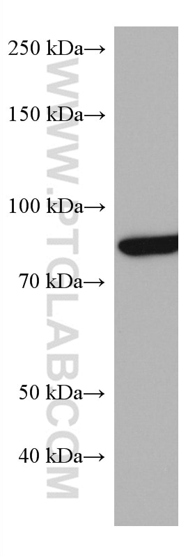 Western Blot (WB) analysis of pig brain tissue using ACO2 Monoclonal antibody (67509-1-Ig)