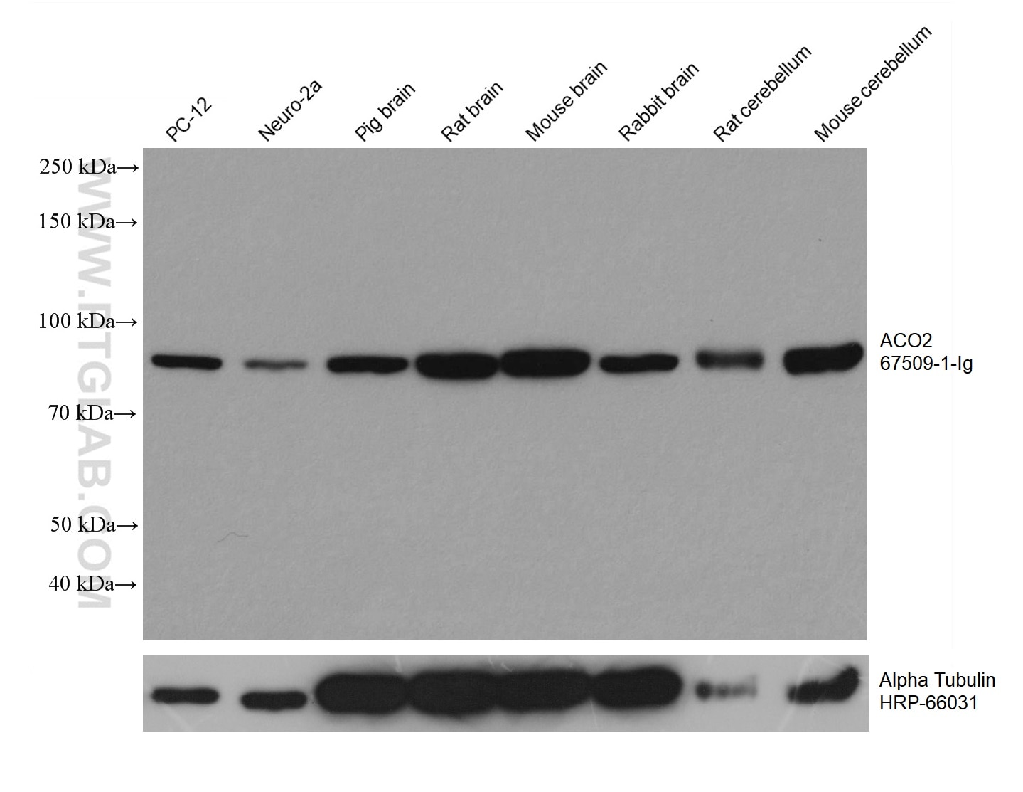 Western Blot (WB) analysis of various lysates using ACO2 Monoclonal antibody (67509-1-Ig)