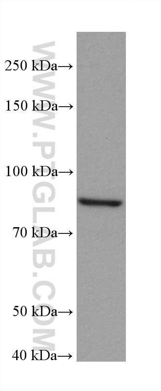 Western Blot (WB) analysis of HEK-293 cells using ACO2 Monoclonal antibody (67509-1-Ig)