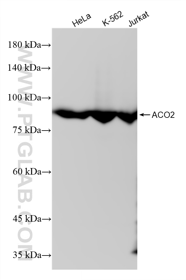 WB analysis using 87630-2-RR Western Blot (WB) analysis of various lysates using ACO2 Recombinant monoclonal antibody (87630-2-RR)