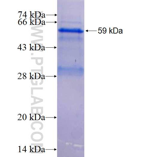 ACO2 fusion protein Ag1590 SDS-PAGE