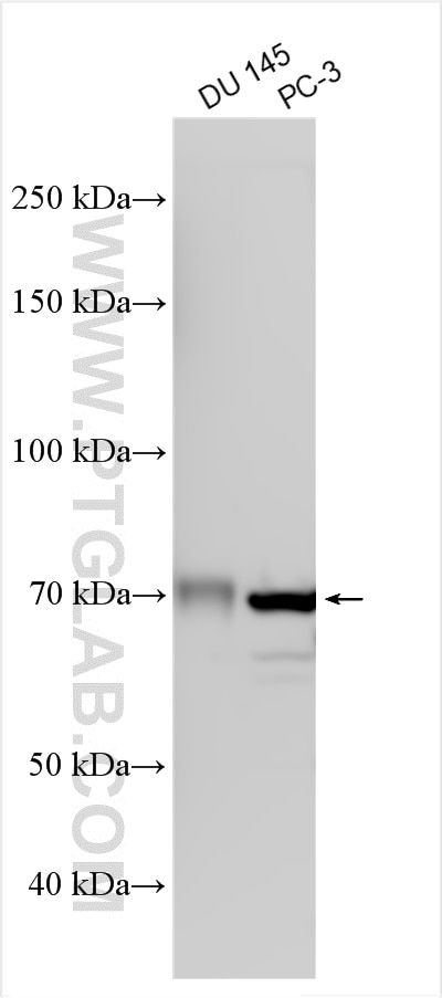 WB analysis using 10776-1-AP