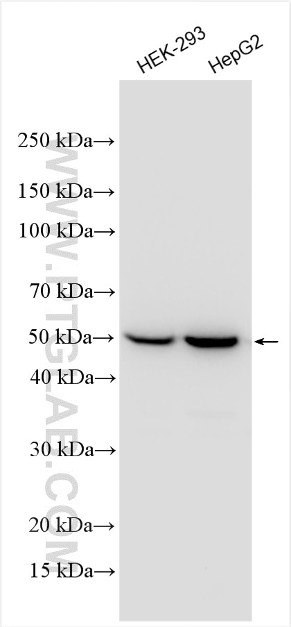 Western Blot (WB) analysis of various lysates using ACOT2 Polyclonal antibody (15633-1-AP)