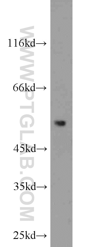 Western Blot (WB) analysis of mouse kidney tissue using ACOT2 Polyclonal antibody (15633-1-AP)