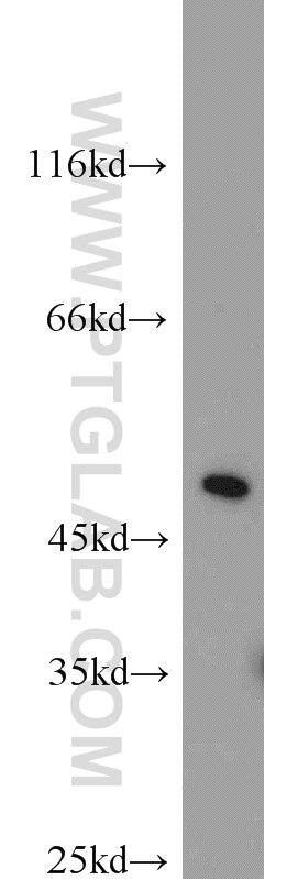Western Blot (WB) analysis of HepG2 cells using ACOT2 Polyclonal antibody (15633-1-AP)