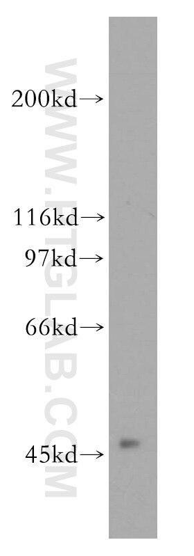 Western Blot (WB) analysis of HEK-293 cells using ACOT2 Polyclonal antibody (15633-1-AP)