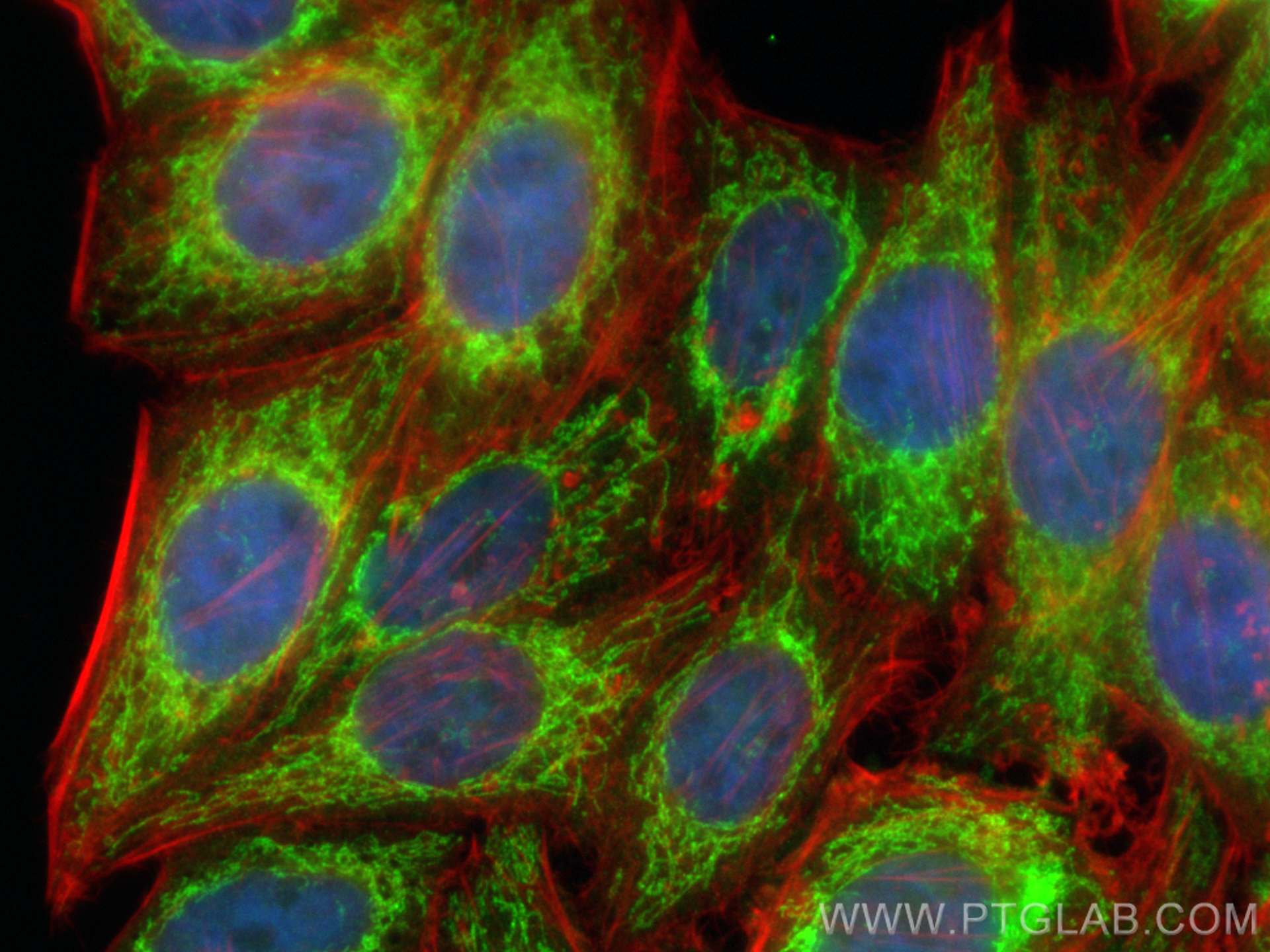 Immunofluorescence (IF) / fluorescent staining of HepG2 cells using CoraLite® Plus 488-conjugated ACOT2 Polyclonal ant (CL488-15633)