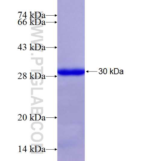 ACOT2 fusion protein Ag8162 SDS-PAGE