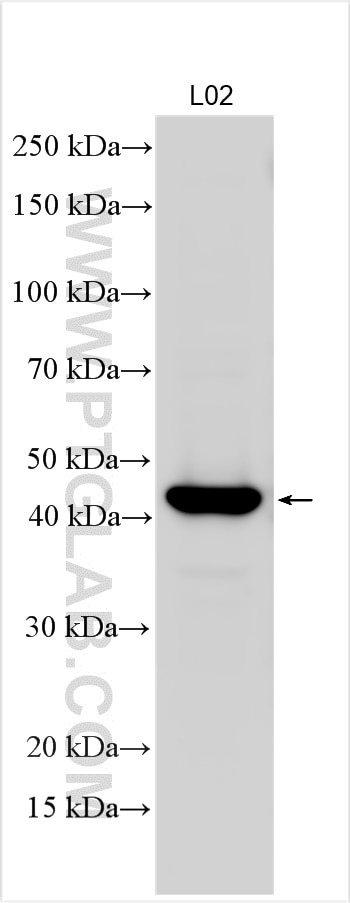 Western Blot (WB) analysis of L02 cells using ACOT4 Polyclonal antibody (17316-1-AP)