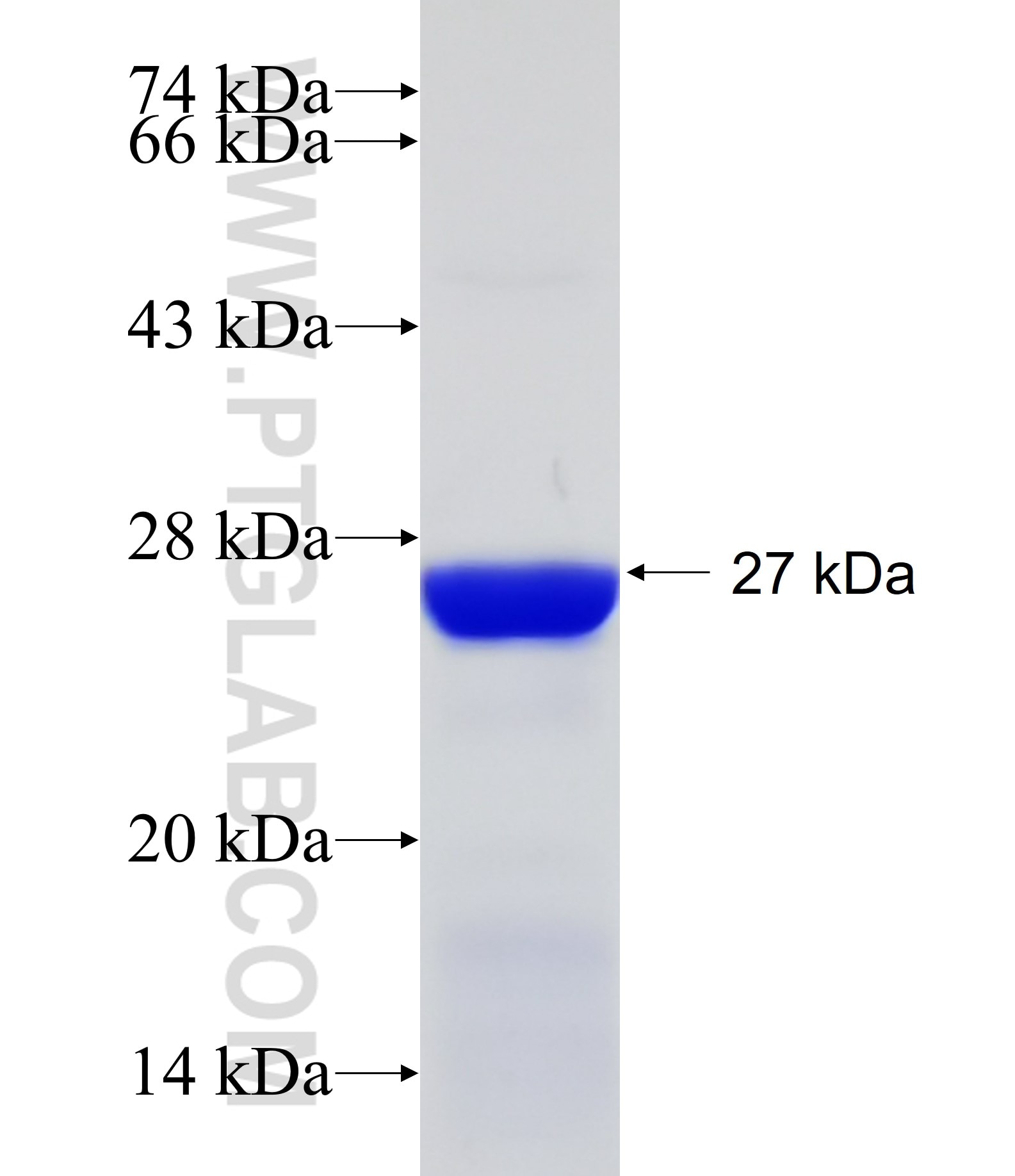 ACOT4 fusion protein Ag11271 SDS-PAGE