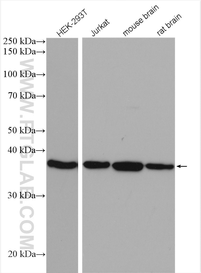 Western Blot (WB) analysis of various lysates using ACOT7 Polyclonal antibody (15972-1-AP)
