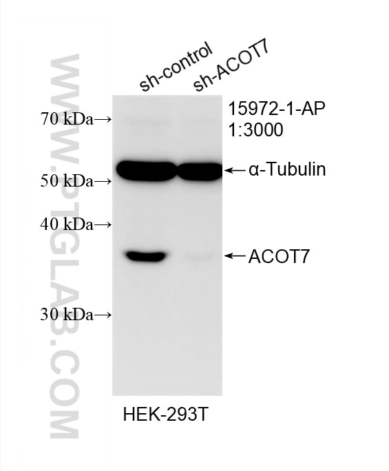 Western Blot (WB) analysis of HEK-293T cells using ACOT7 Polyclonal antibody (15972-1-AP)