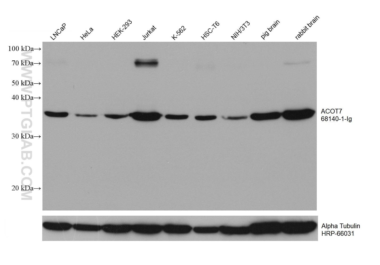 Western Blot (WB) analysis of various lysates using ACOT7 Monoclonal antibody (68140-1-Ig)
