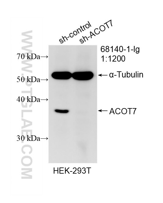 WB analysis of HEK-293T using 68140-1-Ig Western Blot (WB) analysis of HEK-293T cells using ACOT7 Monoclonal antibody (68140-1-Ig)