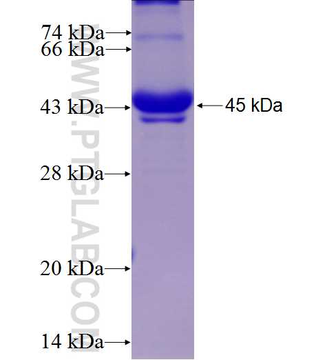 ACOT7 fusion protein Ag8975 SDS-PAGE