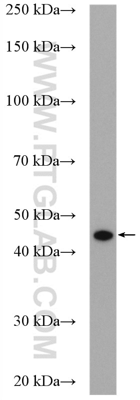 Western Blot (WB) analysis of mouse heart tissue using ACOT9 Polyclonal antibody (15901-1-AP)