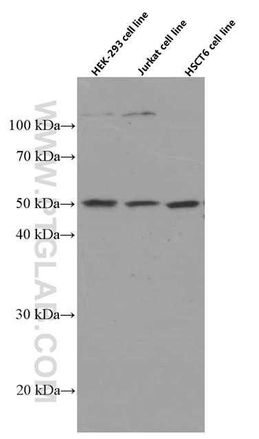 Western Blot (WB) analysis of various lysates using ACOT9 Monoclonal antibody (66532-1-Ig)
