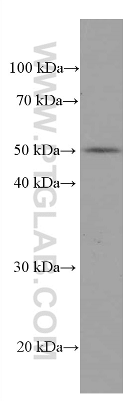 Western Blot (WB) analysis of RAW 264.7 cells using ACOT9 Monoclonal antibody (66532-1-Ig)