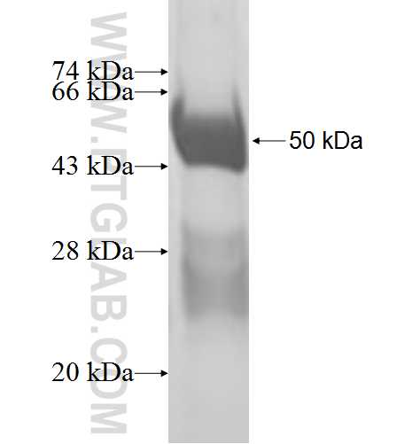ACOT9 fusion protein Ag8730 SDS-PAGE