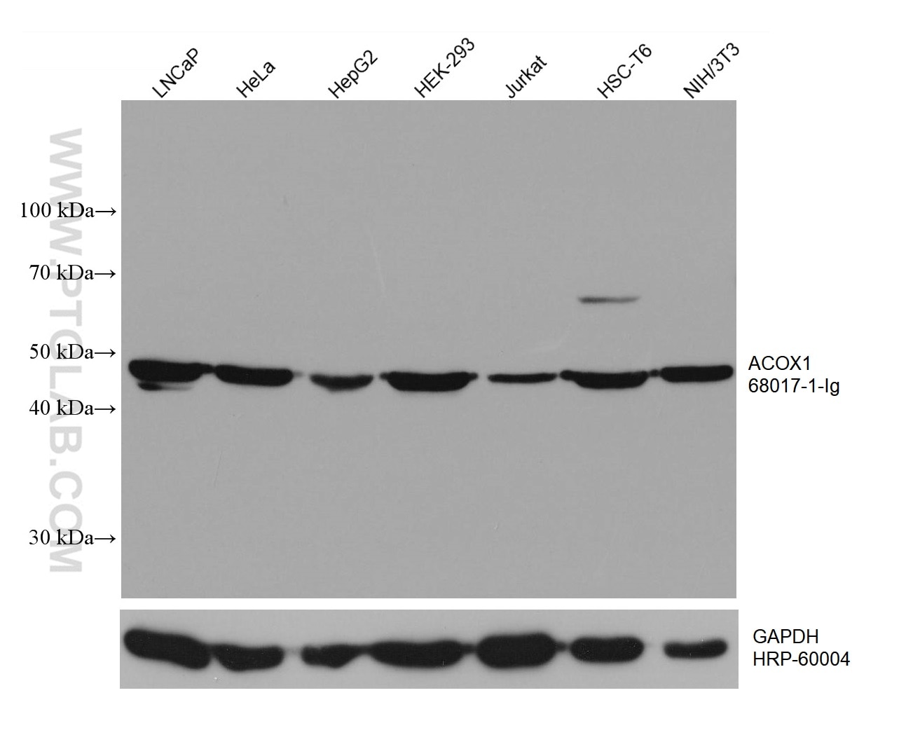 Western Blot (WB) analysis of various lysates using ACOX1 Monoclonal antibody (68017-1-Ig)