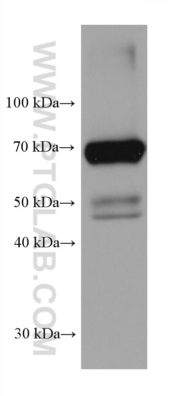Western Blot (WB) analysis of pig liver tissue using ACOX1 Monoclonal antibody (68017-1-Ig)