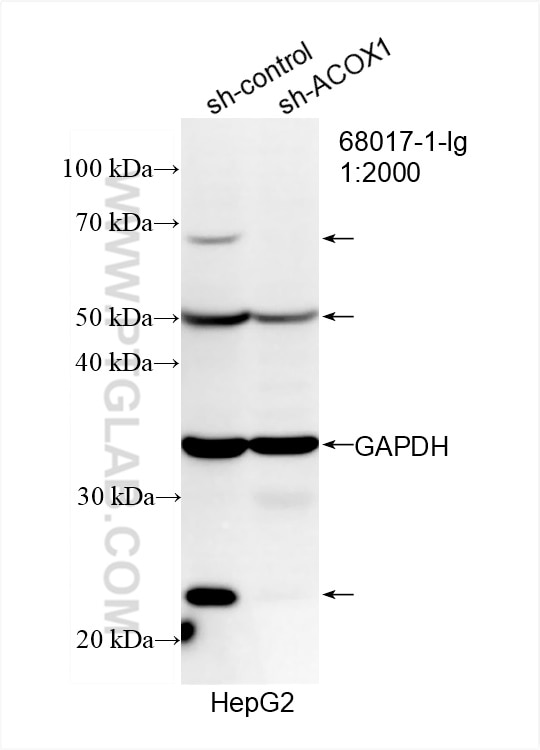 Western Blot (WB) analysis of HepG2 cells using ACOX1 Monoclonal antibody (68017-1-Ig)