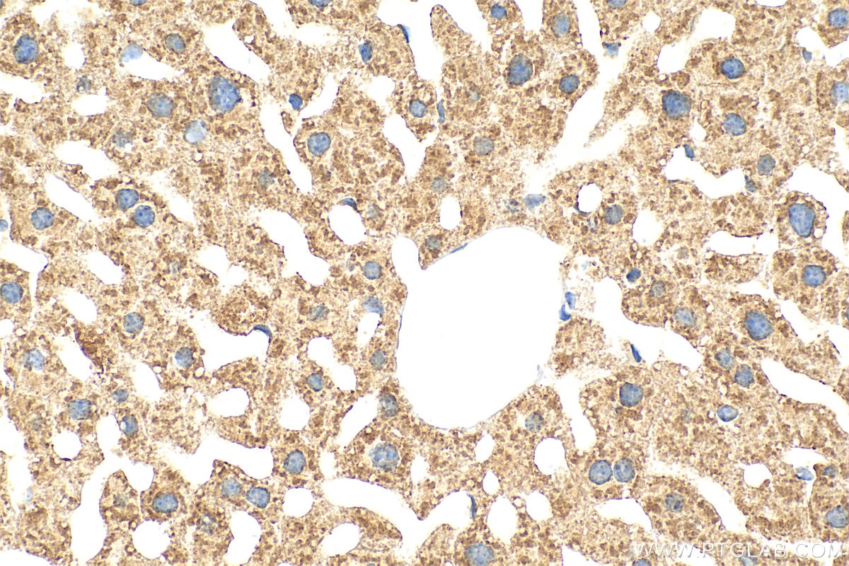 Immunohistochemistry (IHC) staining of mouse liver tissue using Multi-rAb™ ACOX1 Multi-Recombinant antibody (RMX00007)