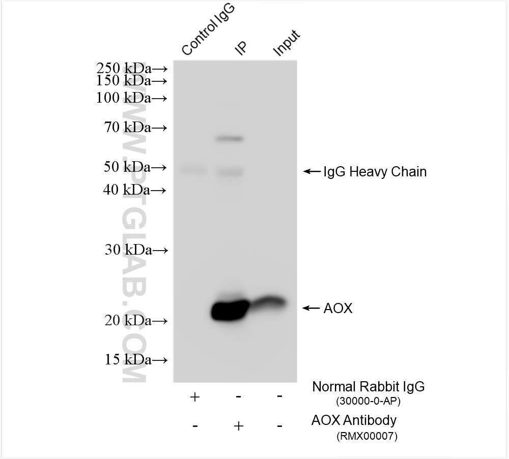 Immunoprecipitation (IP) experiment of HepG2 cells using Multi-rAb™ ACOX1 Multi-Recombinant antibody (RMX00007)