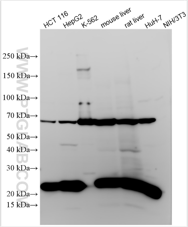 Western Blot (WB) analysis of various lysates using Multi-rAb™ ACOX1 Multi-Recombinant antibody (RMX00007)
