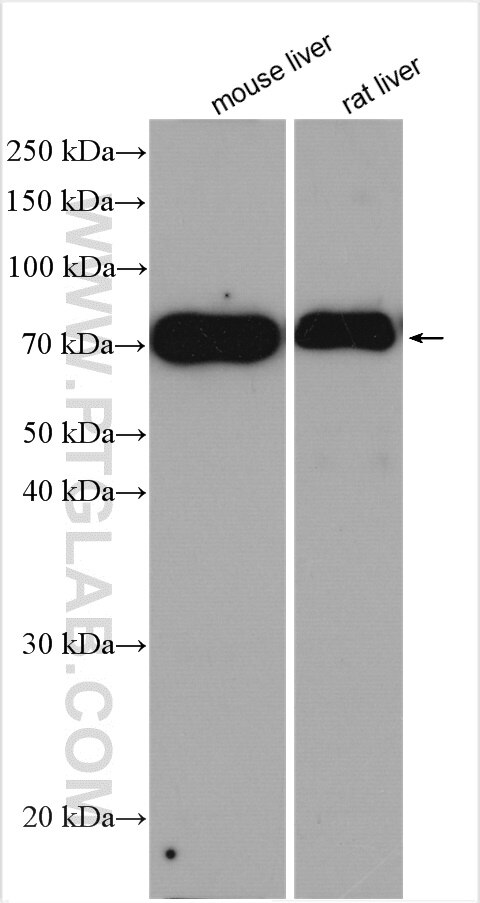 Western Blot (WB) analysis of various lysates using ACOX2 Polyclonal antibody (17571-1-AP)