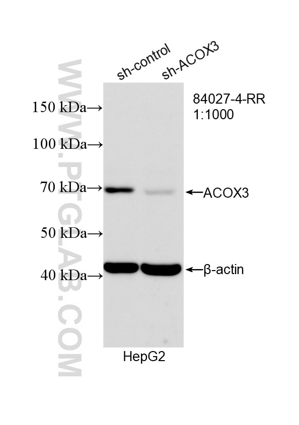 Western Blot (WB) analysis of HepG2 cells using ACOX3 Recombinant monoclonal antibody (84027-4-RR)
