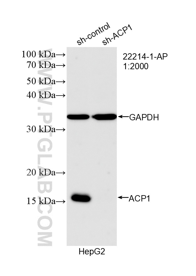 WB analysis of HepG2 using 22214-1-AP Western Blot (WB) analysis of HepG2 cells using ACP1 Polyclonal antibody (22214-1-AP)