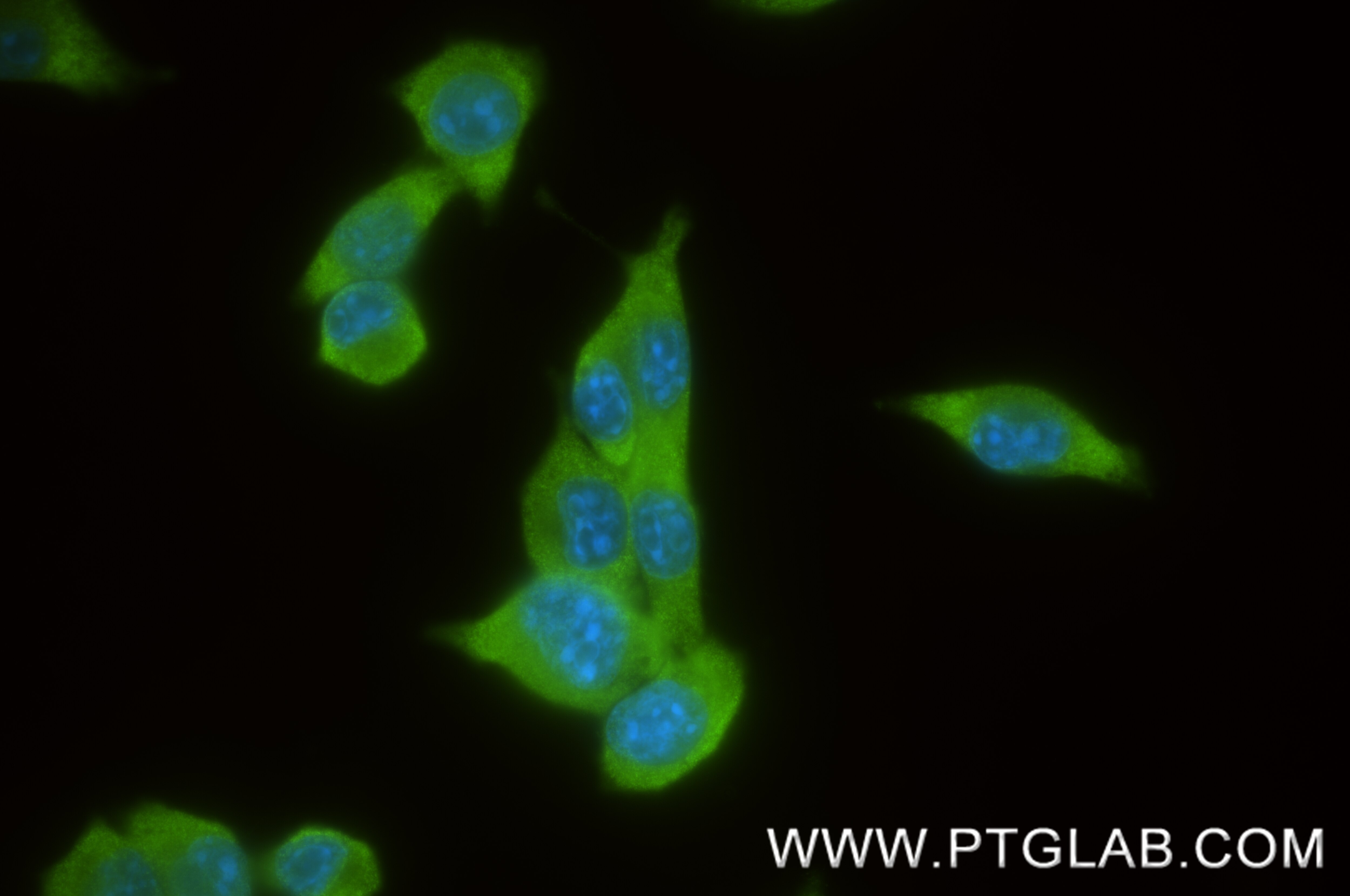 Immunofluorescence (IF) / fluorescent staining of 4T1 cells using ACP1 Recombinant monoclonal antibody (86817-1-RR)