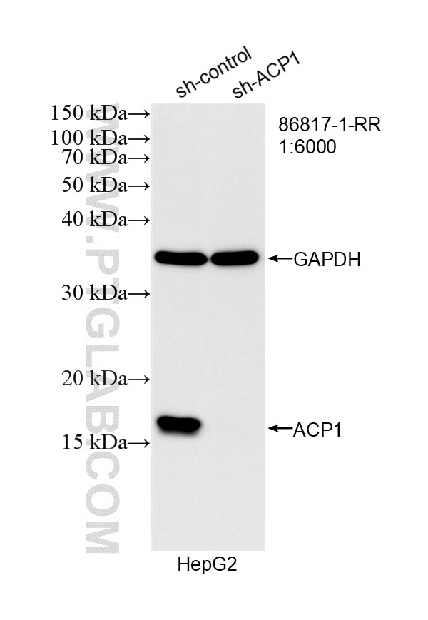 Western Blot (WB) analysis of HepG2 cells using ACP1 Recombinant monoclonal antibody (86817-1-RR)