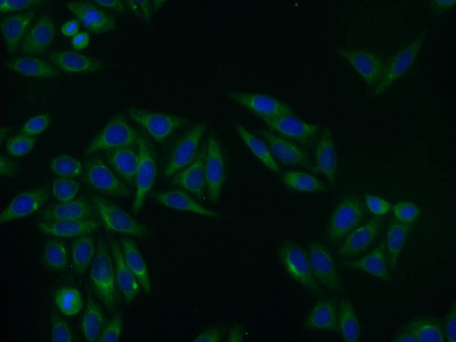 Immunofluorescence (IF) / fluorescent staining of HepG2 cells using ACP2 Polyclonal antibody (15236-1-AP)