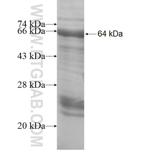 ACP2 fusion protein Ag7356 SDS-PAGE
