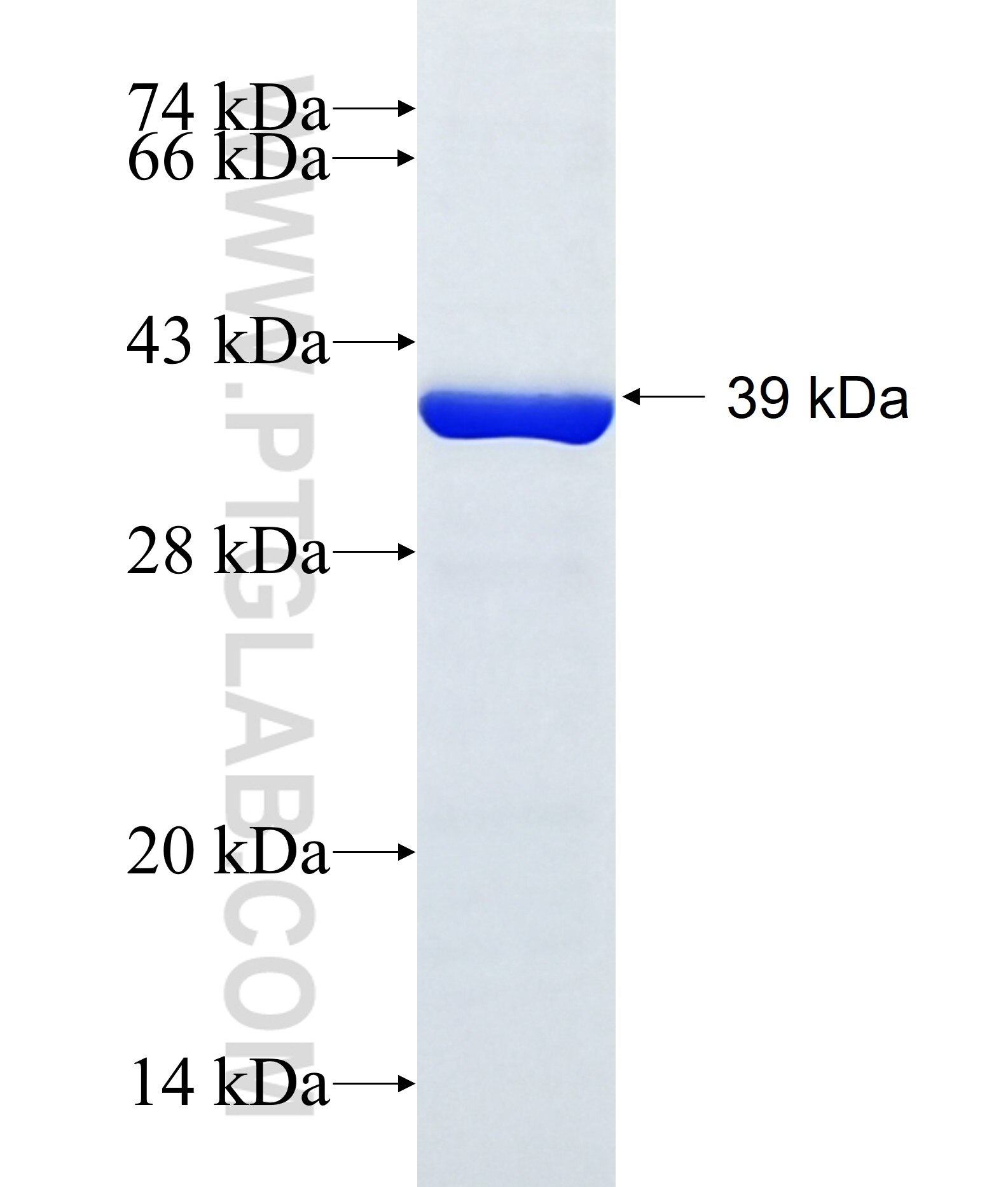 ACP6 fusion protein Ag34824 SDS-PAGE